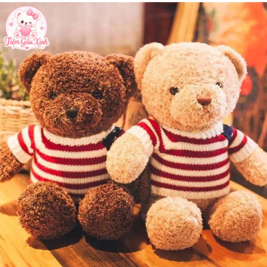 gấu bông teddy nâu 